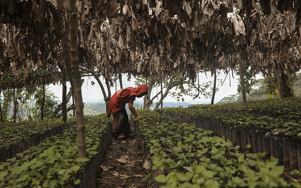 Café mexicano: un gobierno, dos visiones